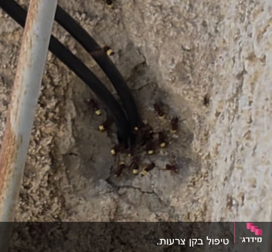 נמלים על קיר ליד כבלים חשמליים